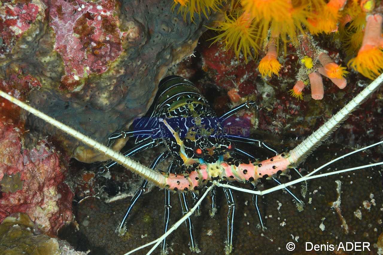 Panulirus versicolor-Moga Island Jetty Hoga-3m-20180529nuit-Denis-ADER-DSC_2080_tn.jpg